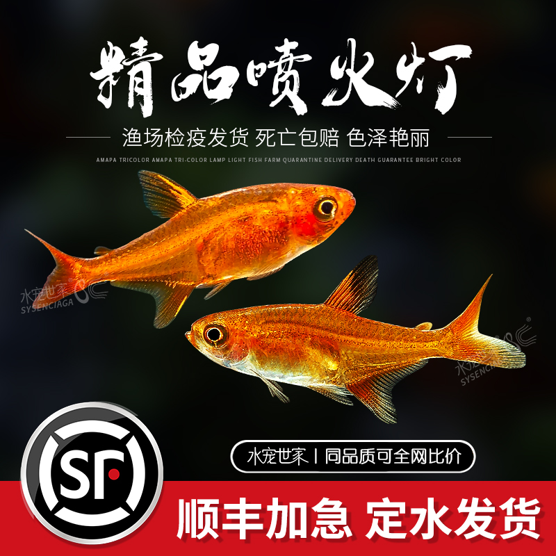 喷火灯鱼水草缸热带淡水小型鱼火焰灯龙须灯梦幻灯鱼群游精灵鳉鱼