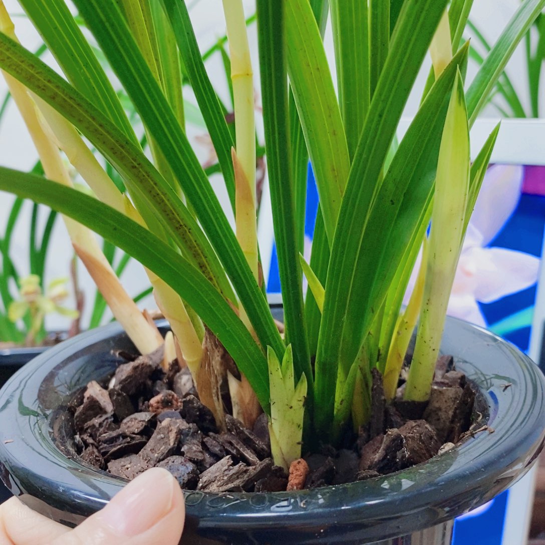 用***0大部分花苞少量开放