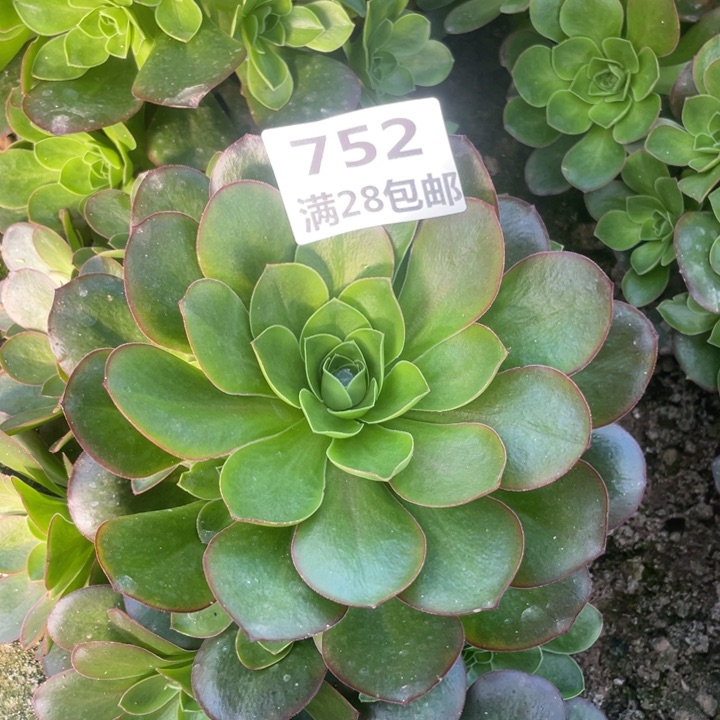 752美金玫瑰二号棚O