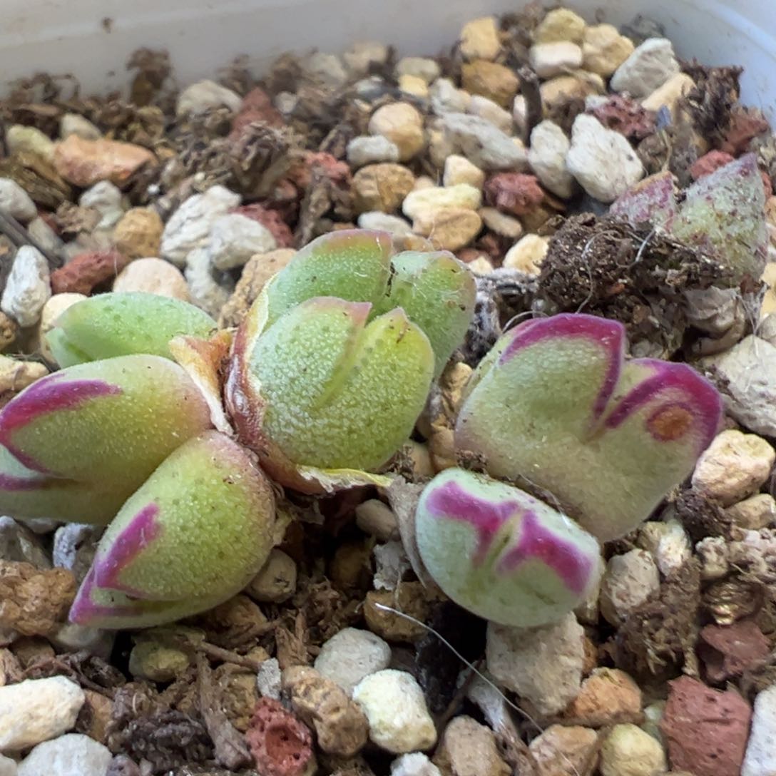 美猪蹄 肉锥植物