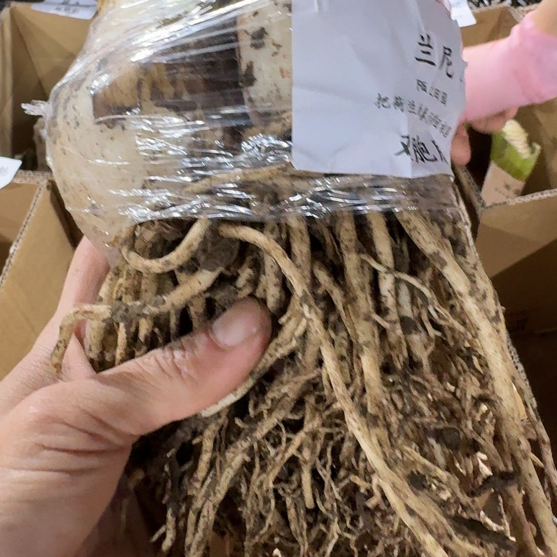 兰尼双包胎7+8发发