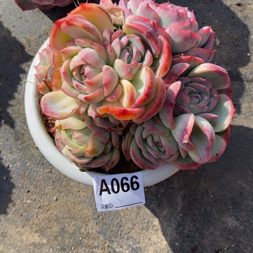 【闪购商品】?****?多肉植物