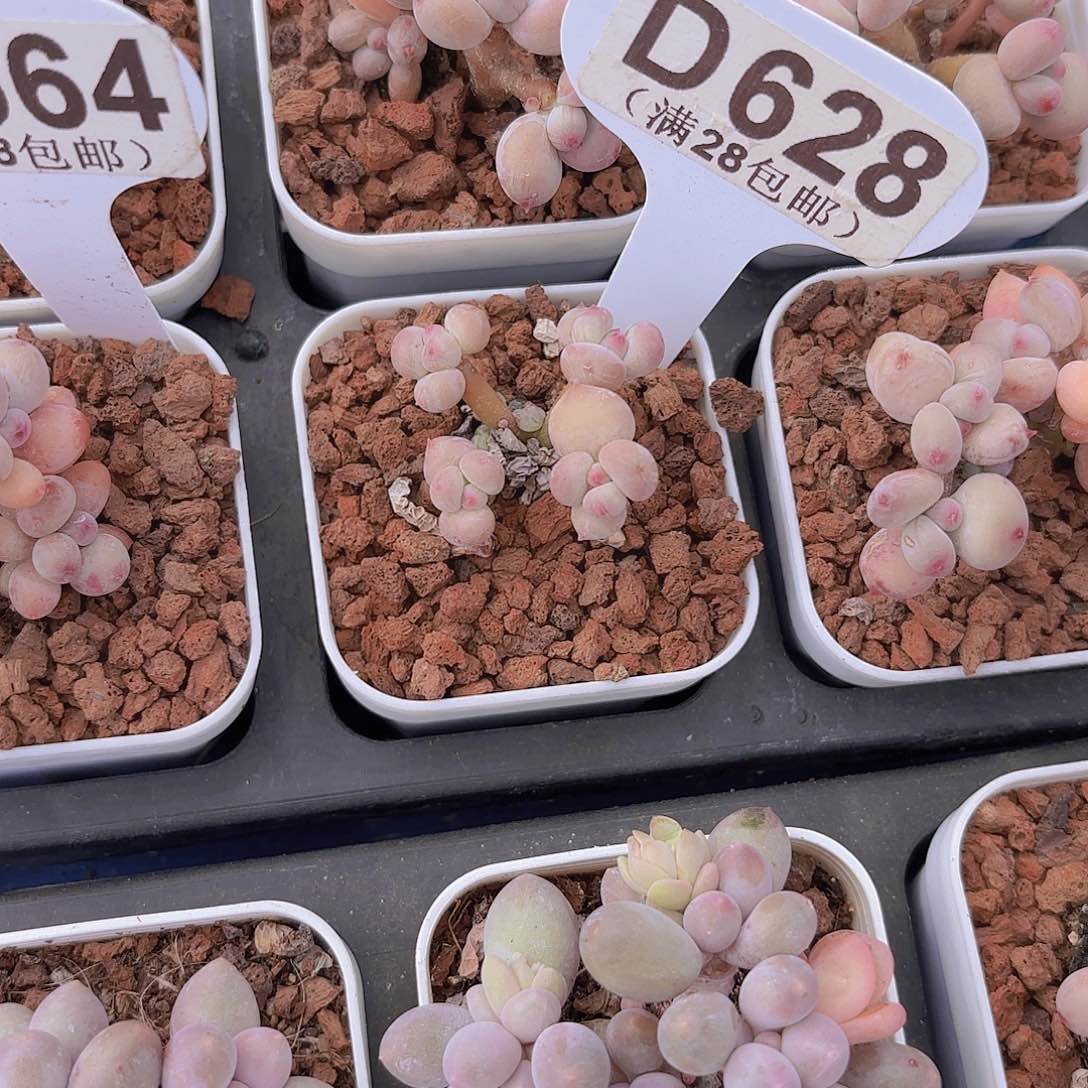 D628萤火虫一物一拍
