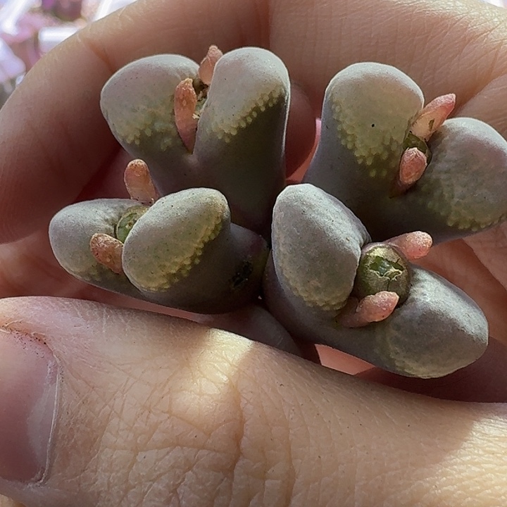 1号四头翻窗风铃一物一拍