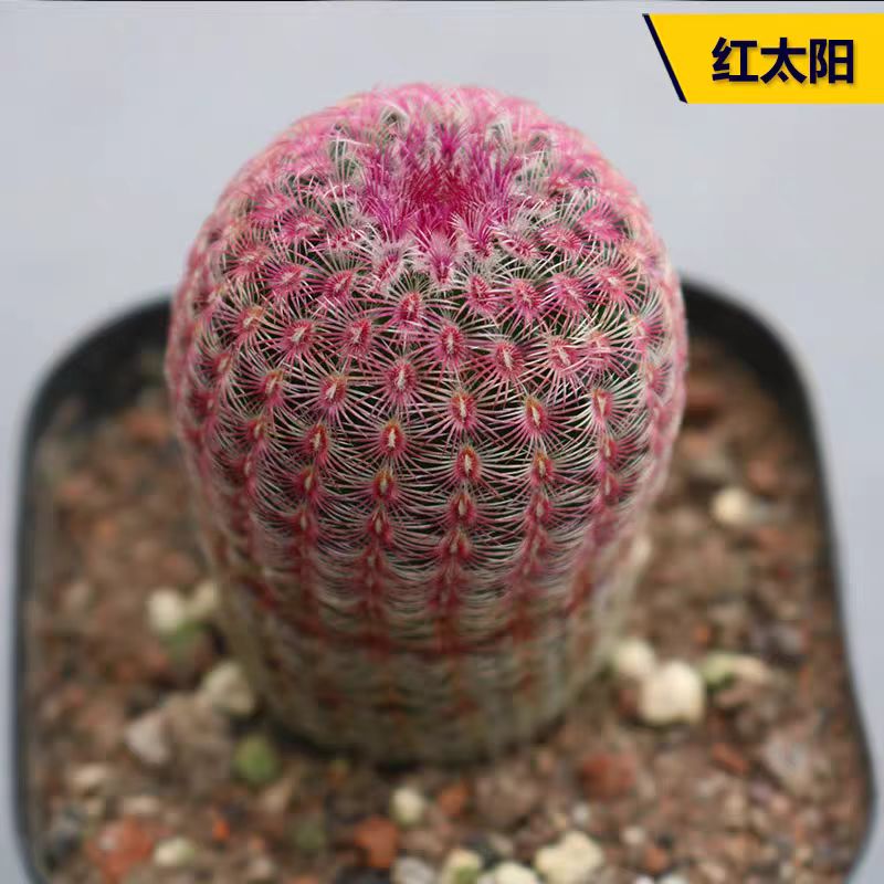 红太阳约4-5cm 仙人球实生苗 会开花 