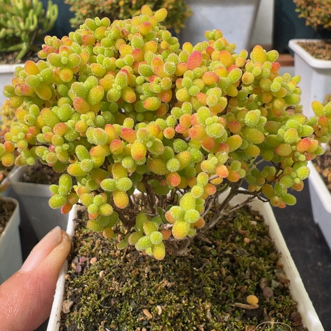 D2523蜜桔精控老桩
