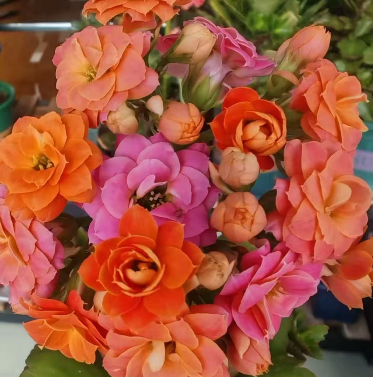 《马卡龙》130盆重瓣长寿花