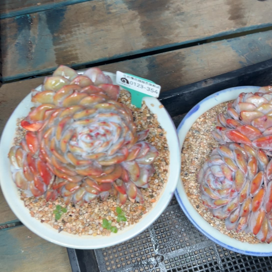 多肉编号0123-354