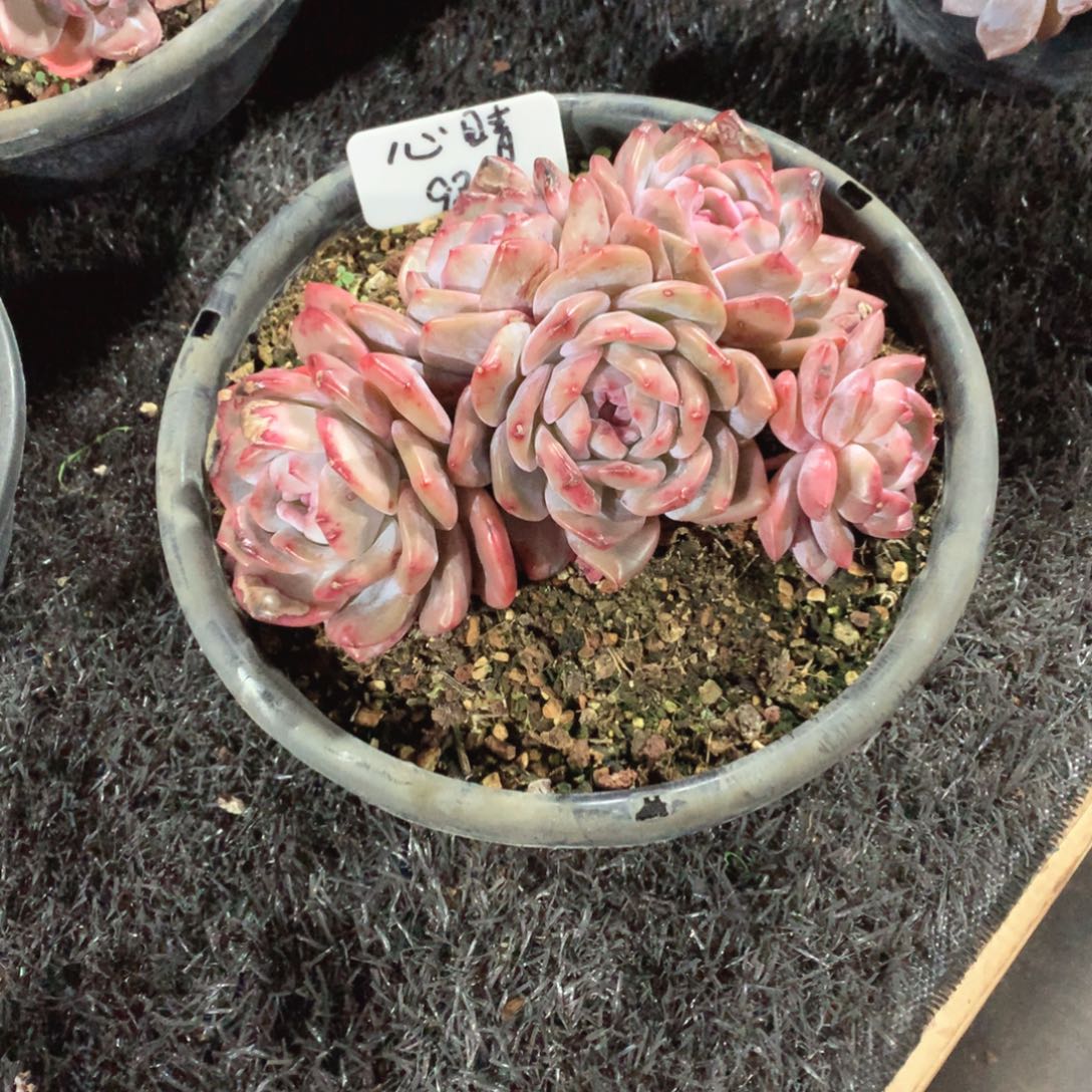 多讨厌与韩国的大舅