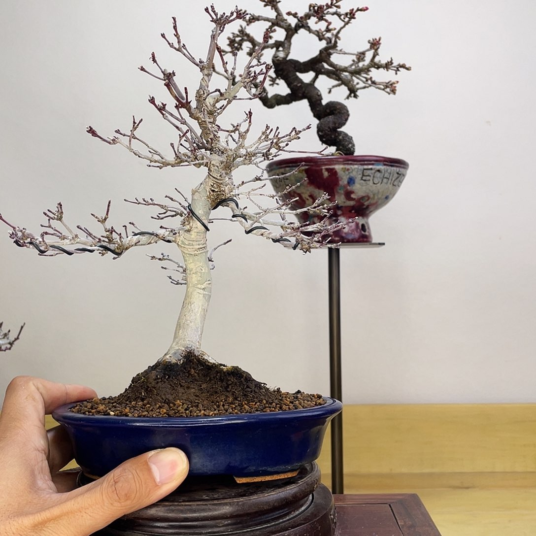 木本出猩猩红枫盆栽