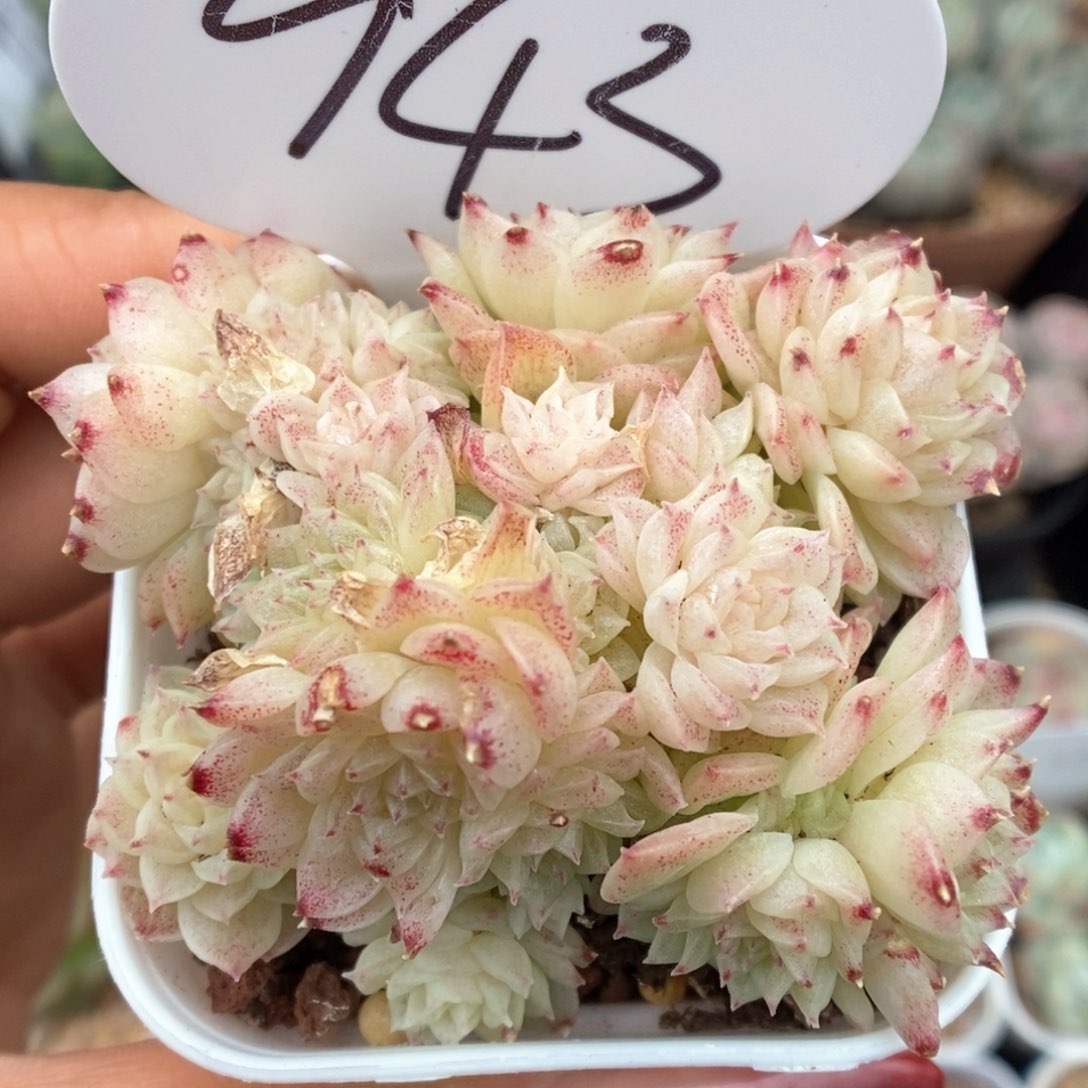 油透麦杆群生可拍943号