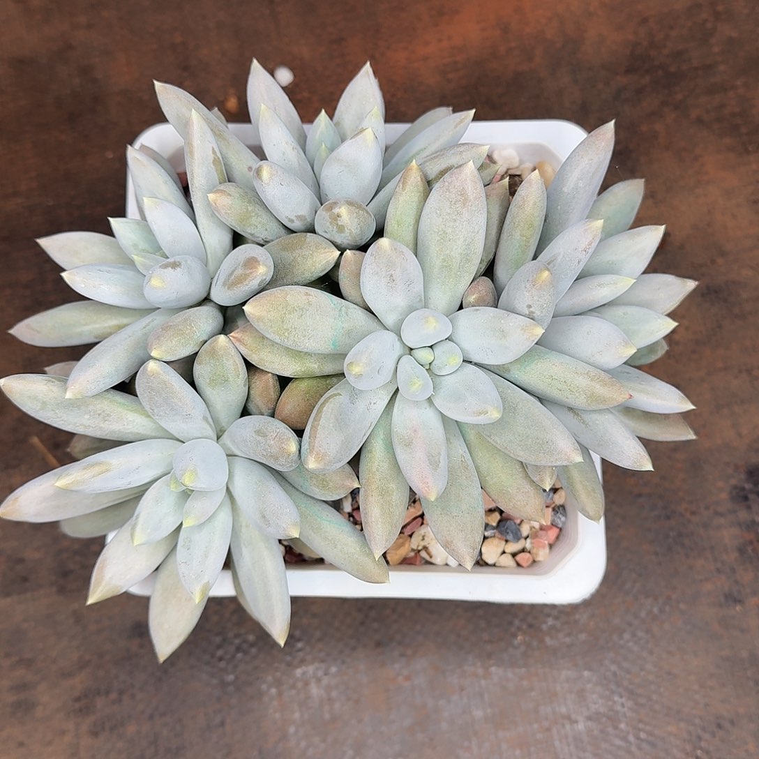 胖哥特多肉植物一颗