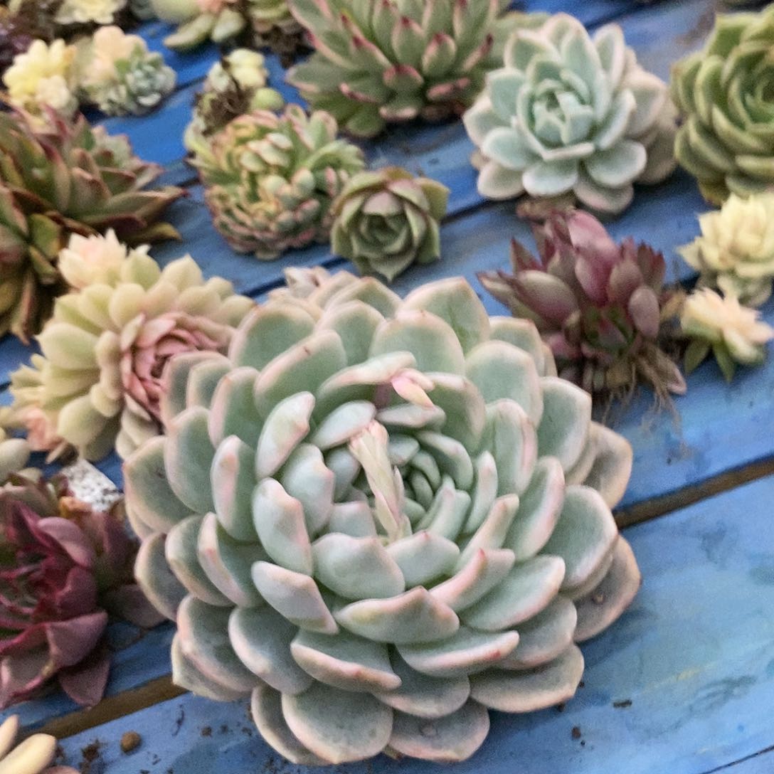 R****?梦露锦多肉植物哇啦塞哇啦塞