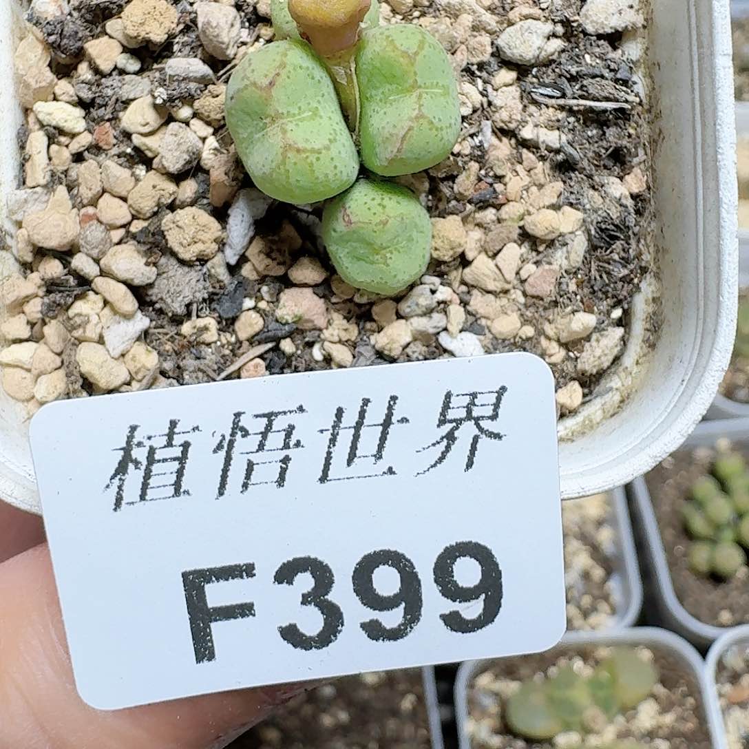399盒多肉植物哇c g