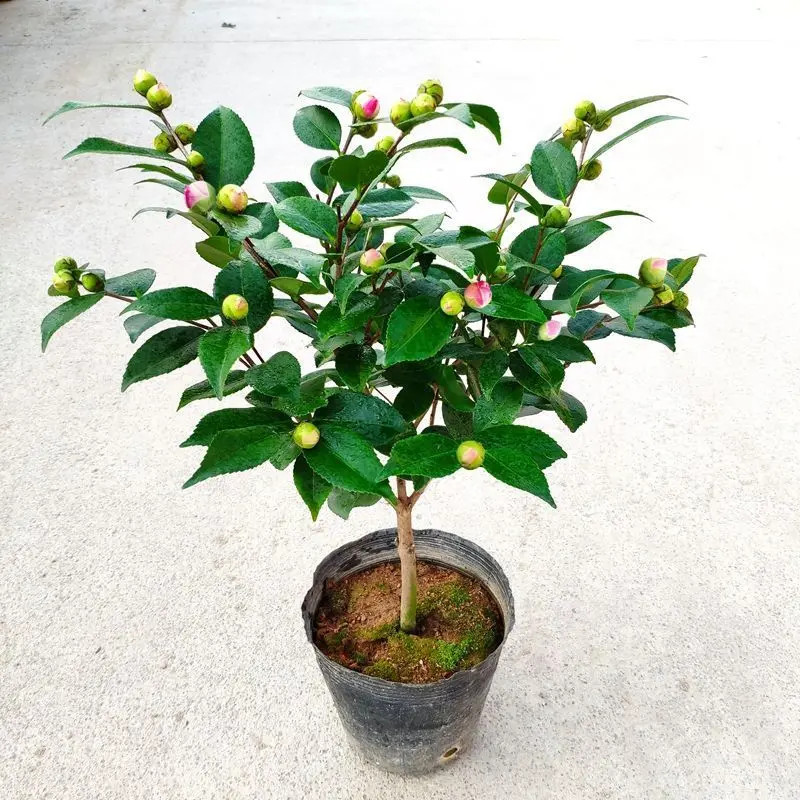 茶花盆栽带香味 烈香树苗室内四季阳台花卉庭院 大棵香妃好养易活