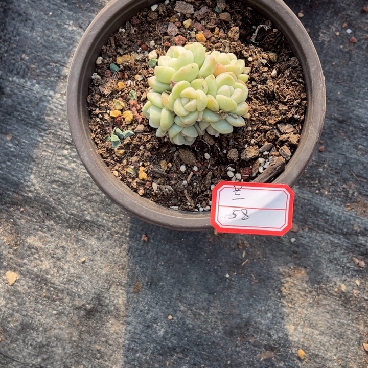 兰***冰玉多肉十方盆冠幅5-5.5厘米7头