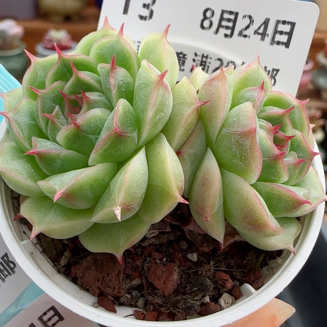 花语逸镜0824-13散