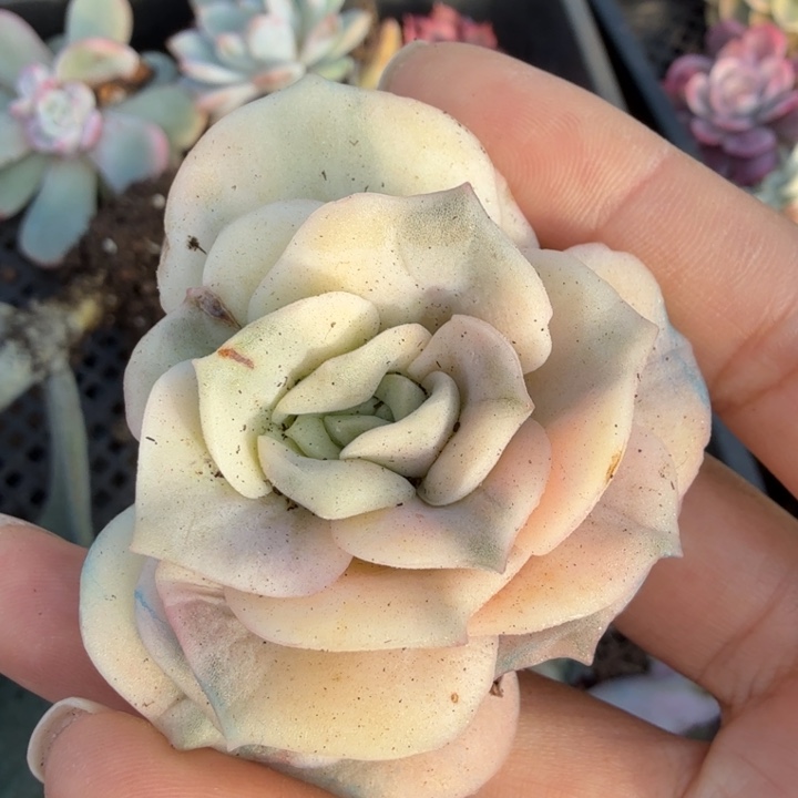 可爱玫瑰锦无替品