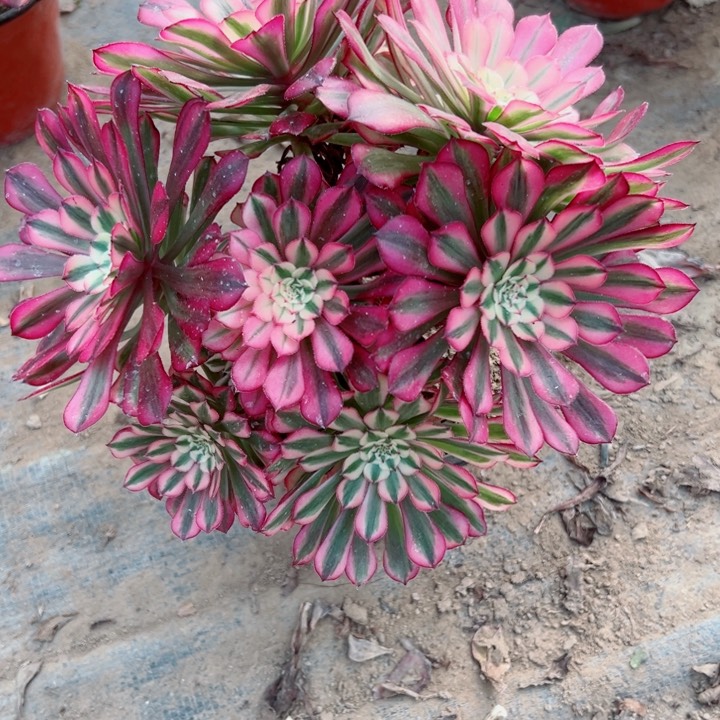 532铜壶锦多植物瑕疵