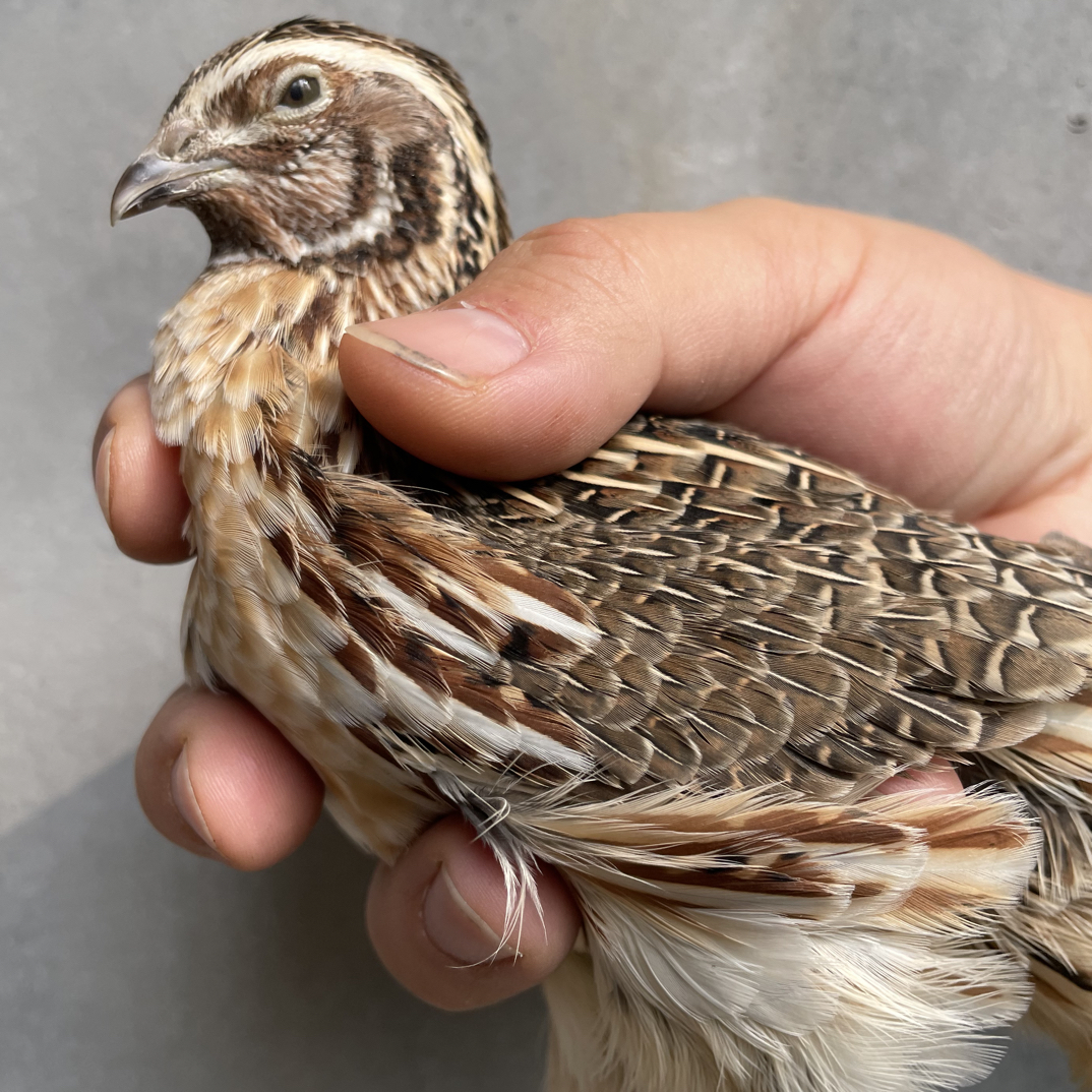 鹌鹑笼子 鹌鹑笼子串子一物一拍