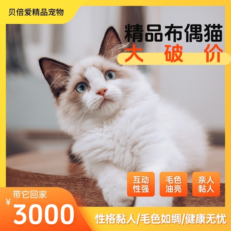 布偶宝贝｜科学繁育+全项体检，陪伴无忧