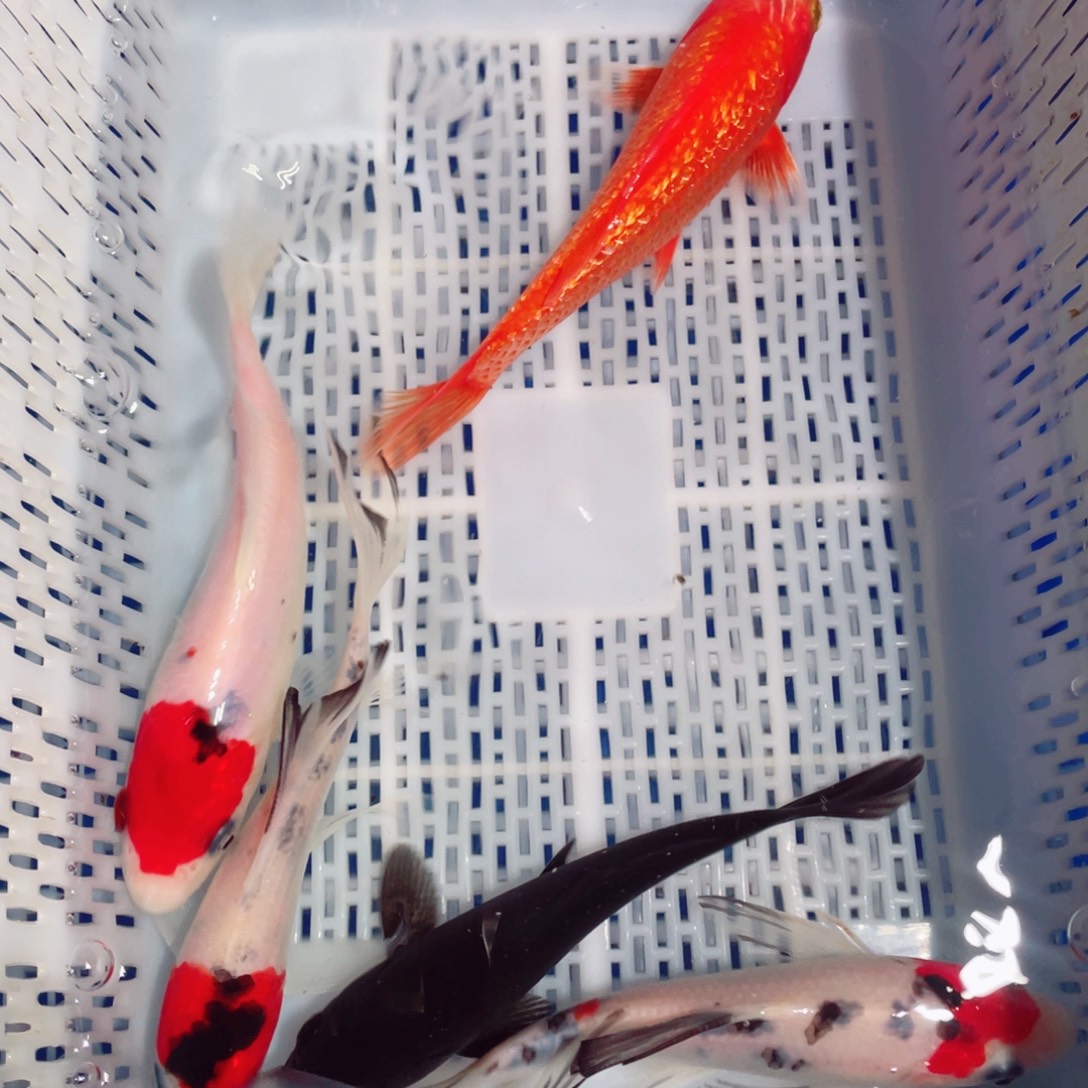 锦鲤锦鲤观赏鱼1718