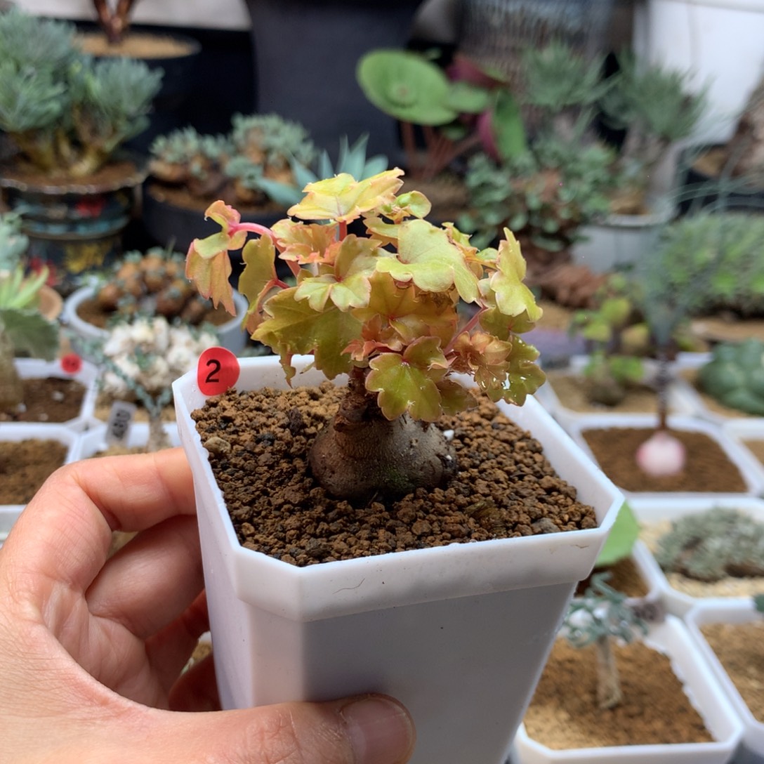 块根秋海棠带盆实生2