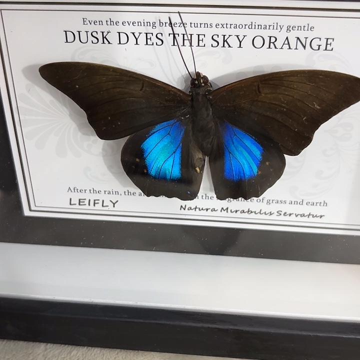 壹***、蝴蝶标本定制433@