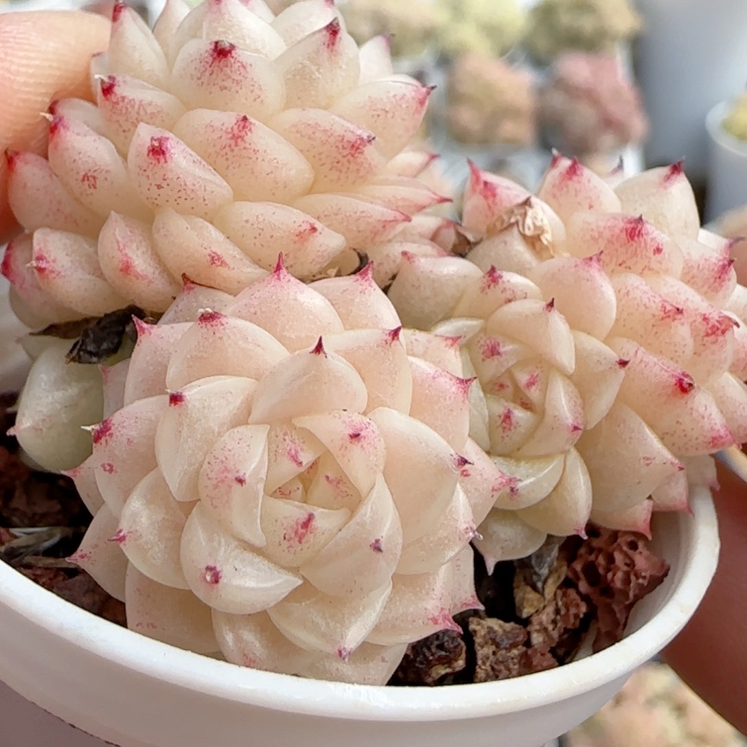 【闪购商品】0210-92小魔仙