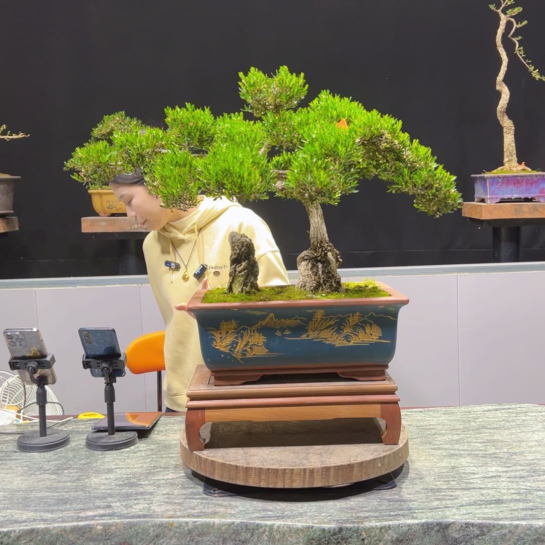 黄杨盆景老桩四季长青