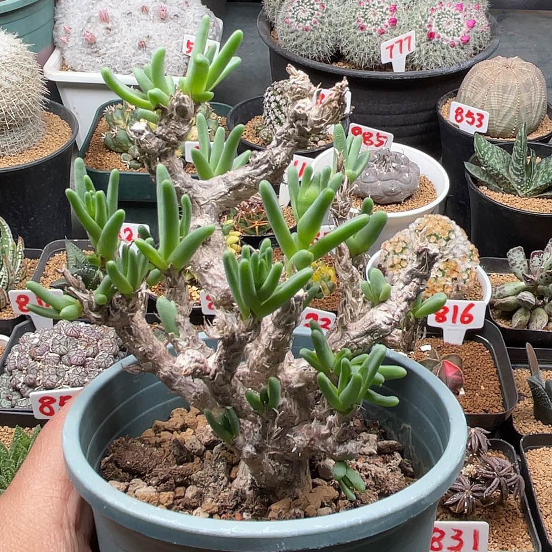 老桩绿花枝干 开花期