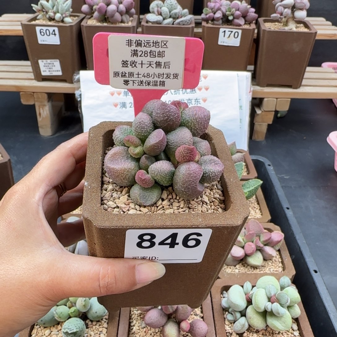 846水蜜桃多肉植物