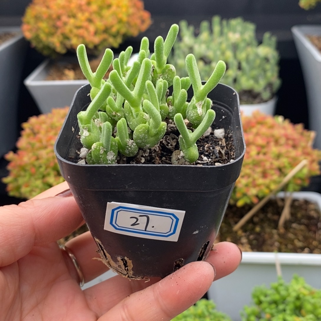 完全开放27号小兔子（5cm）