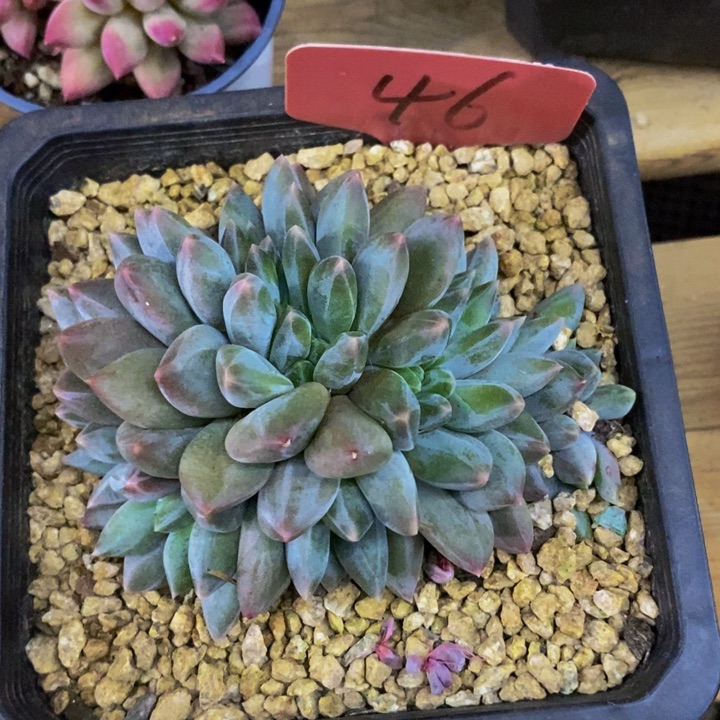 这个我都看出来这