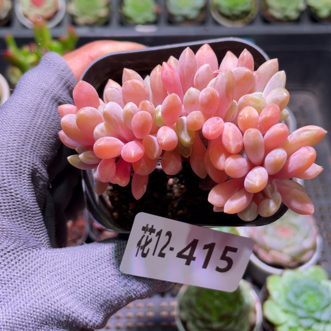 花利美12-415醉美人缀化