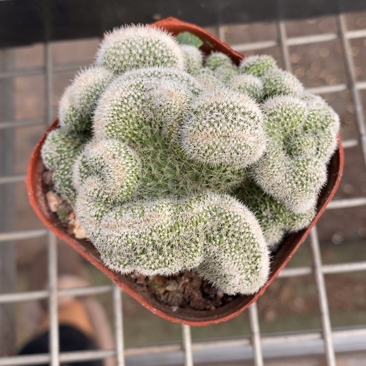 伯克利和格蕾纳的故事也