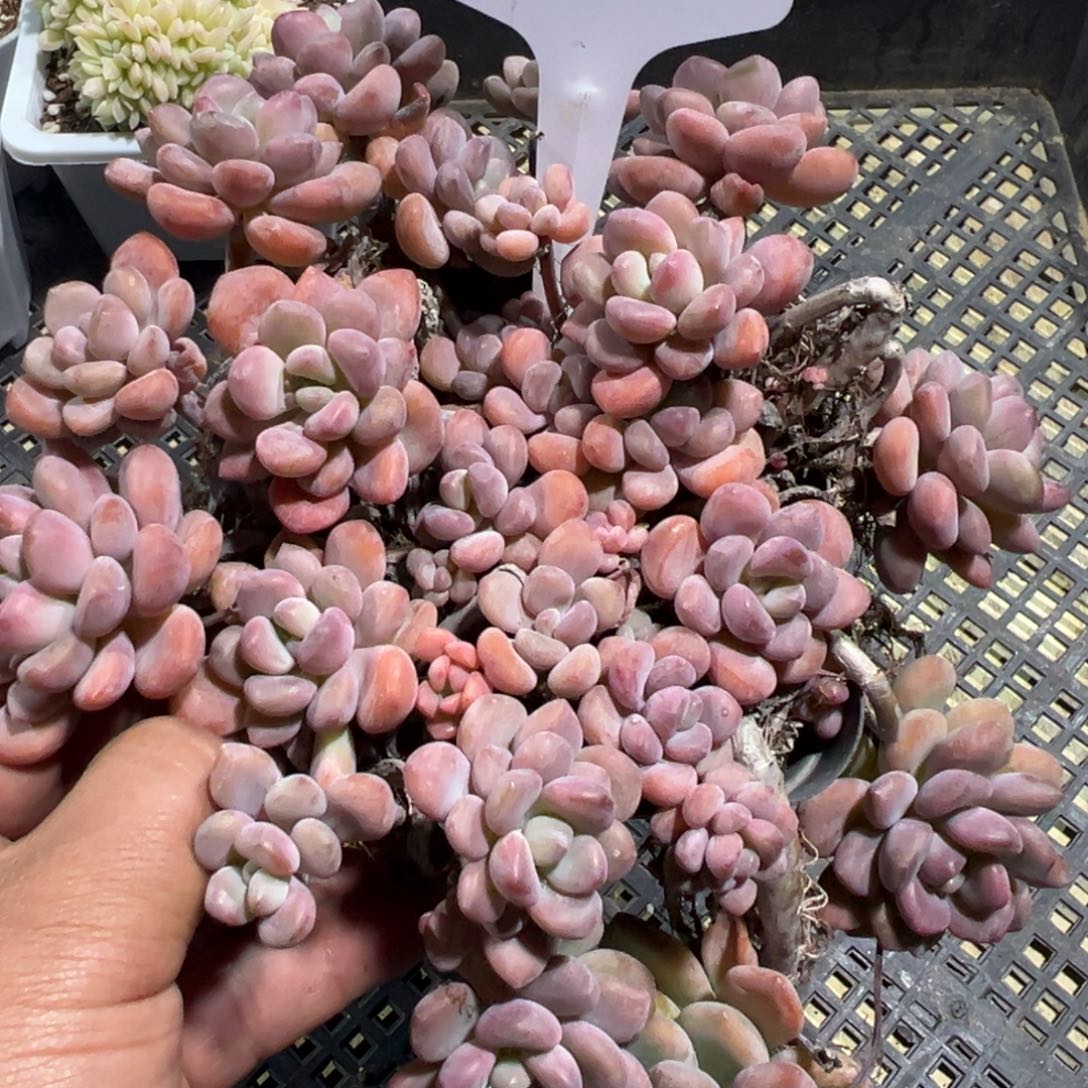 多肉植物多肉植物