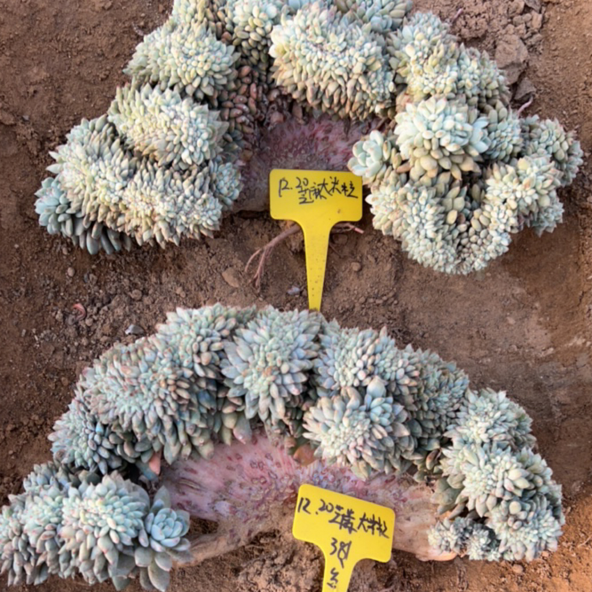 福多多花卉园艺星影多肉植物缀化绿植吸甲醛净化空气好养