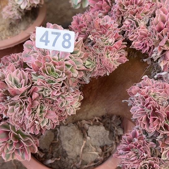 安***乐多肉植物一个女巫478