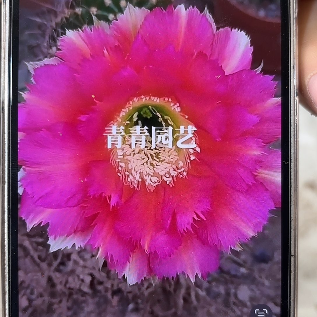 彩草1-2号6-7公分左右