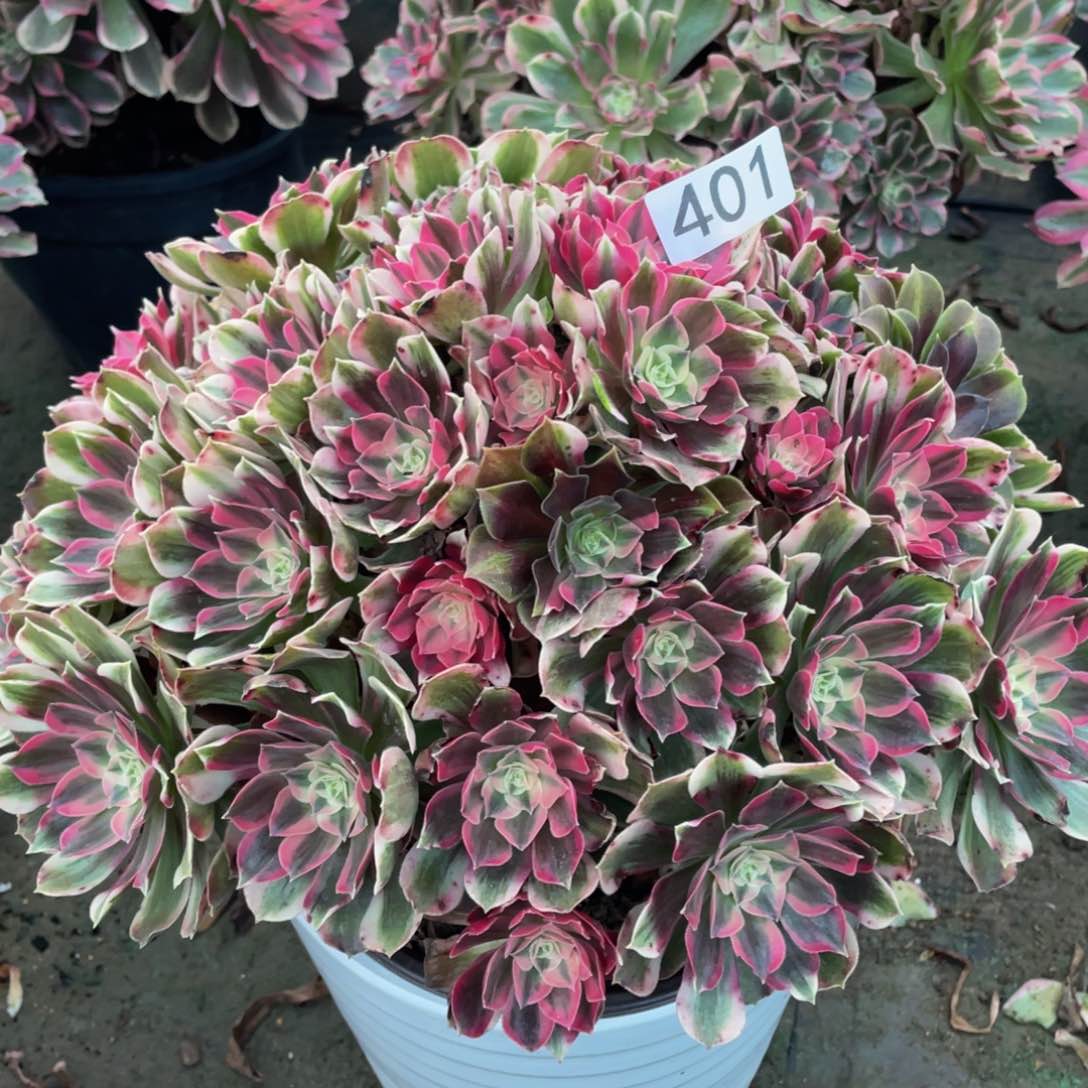 M****m401男神绣球精品法师老桩