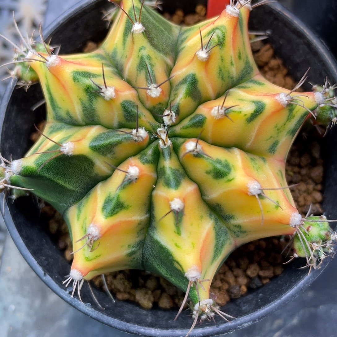 1-4米哈锦6.7厘米