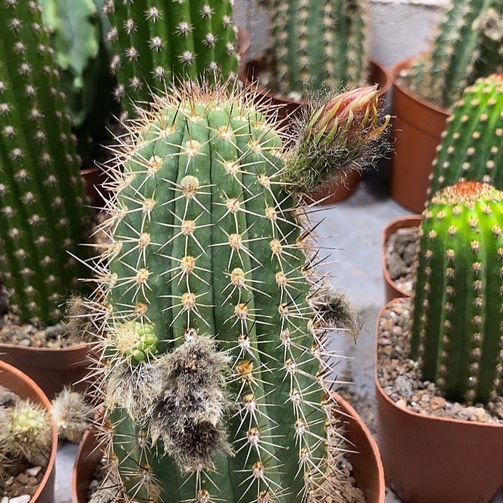 红星毛花柱带花苞大25.8