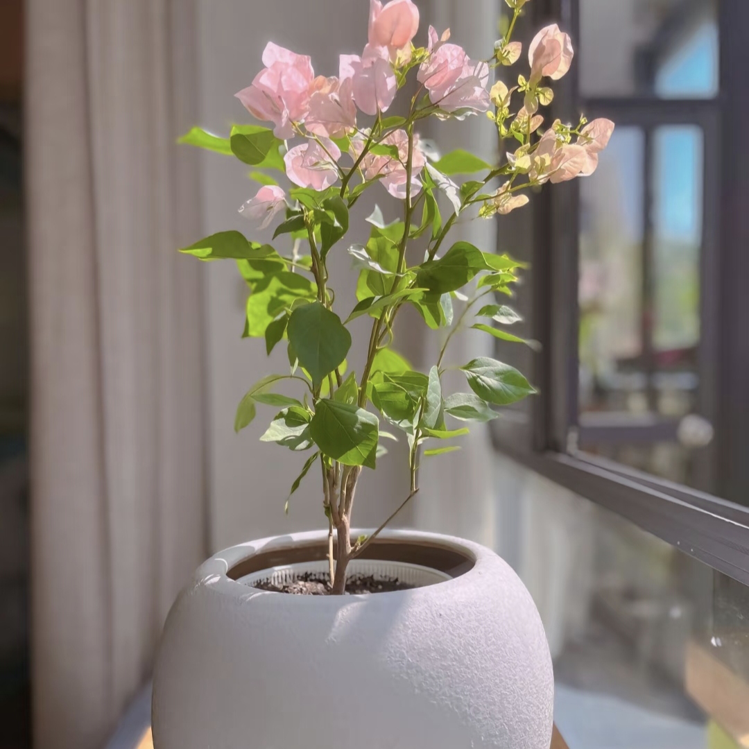 三角梅(一加仑盆)无售后，介意勿拍盆景19,99