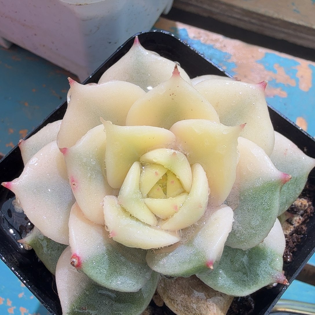 贝加尔湖锦，覆轮锦