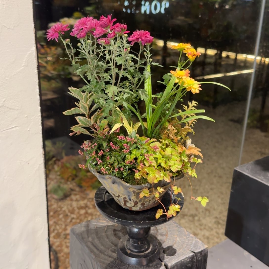 全部花朵山野草手作盆