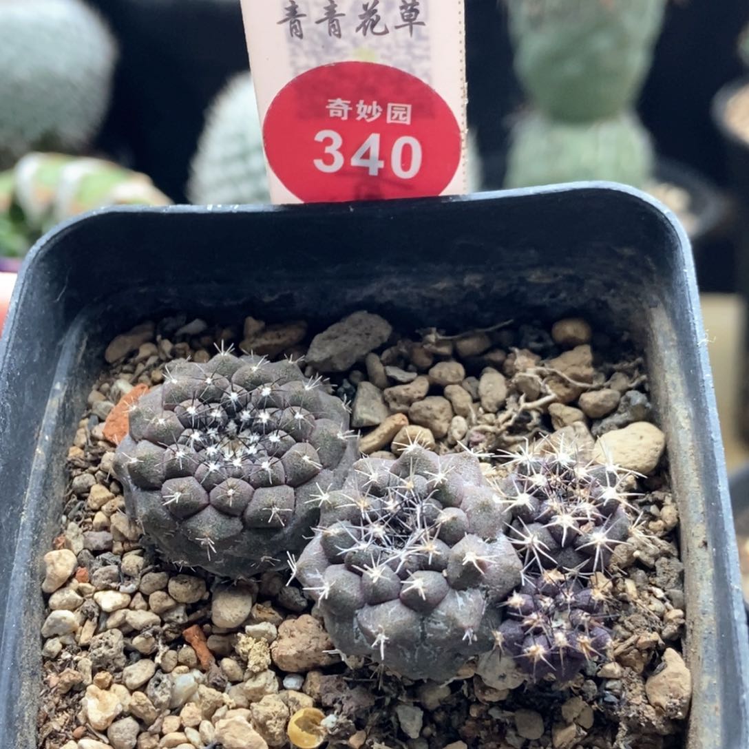 实生鱼鳞丸两颗仙人球