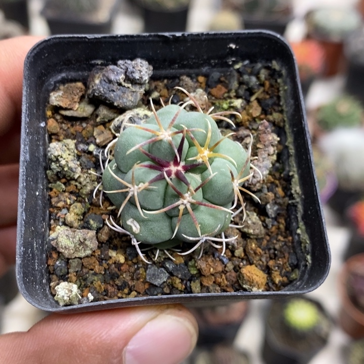 实生菲冠龙特价福利