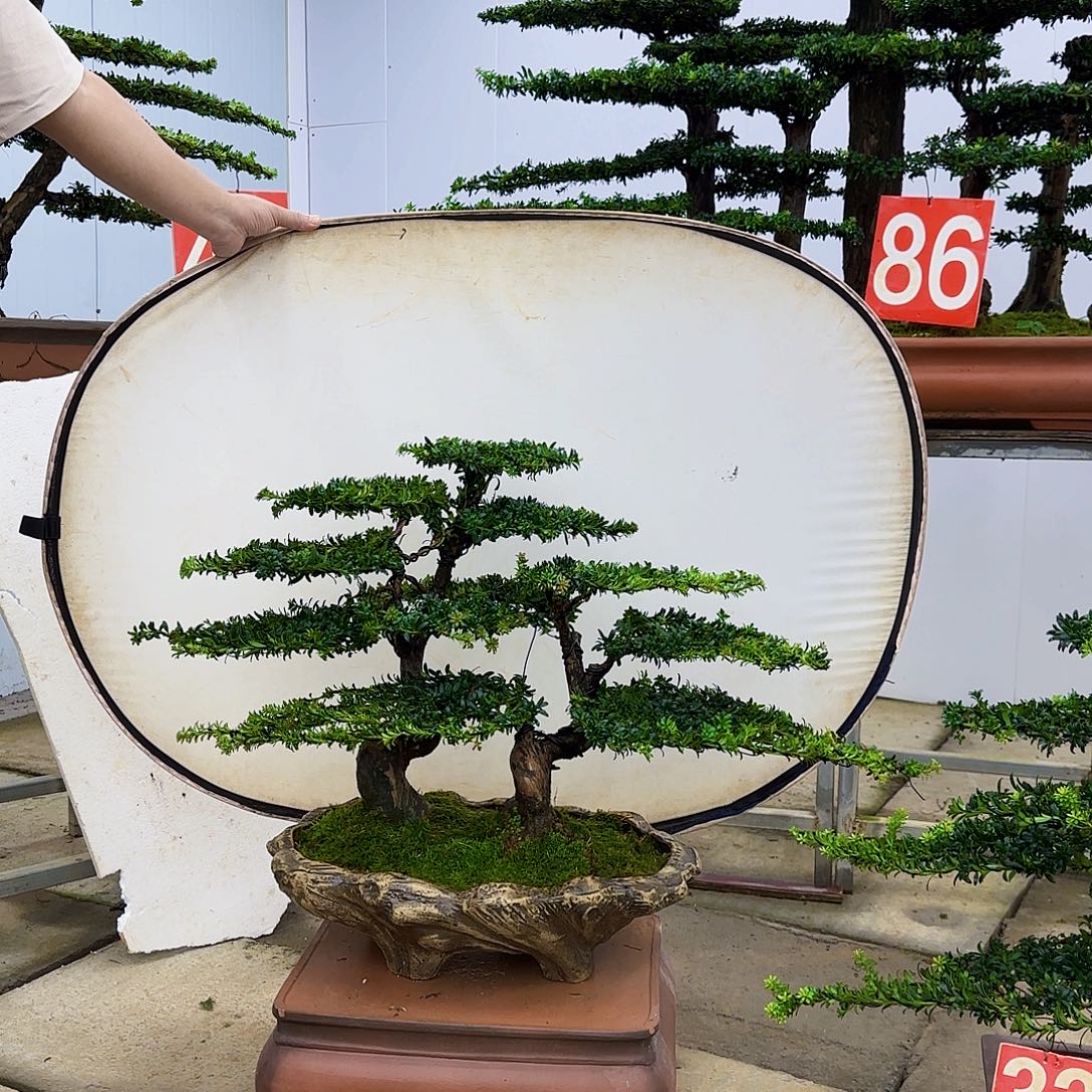弟***具无花朵罗汉松盆景