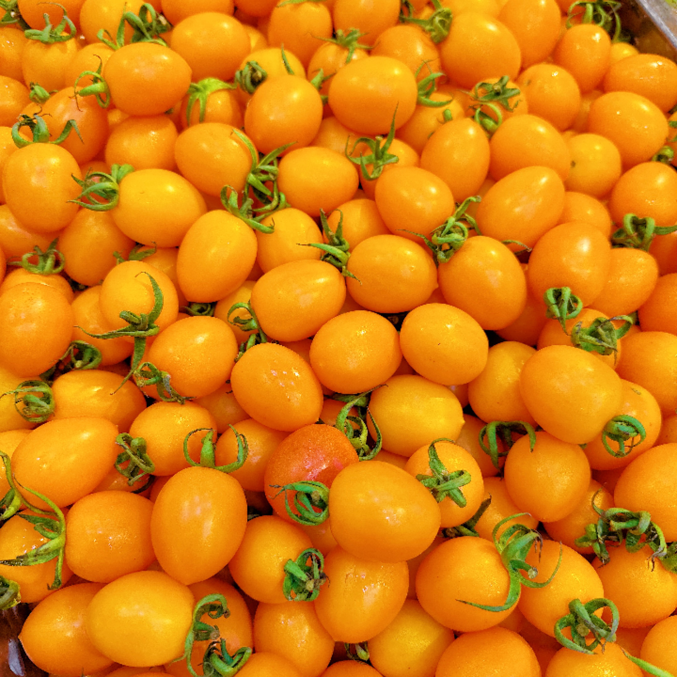 黄圣女柿子/500g  纯甜口～嘎嘎硬实